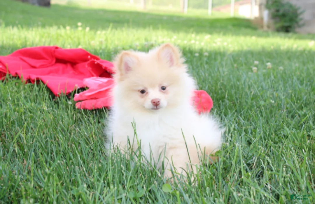 Pomeranian dogs for sale: Teddy  - Ad 1