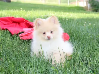 Pomeranian dogs Teddy - Ad 32