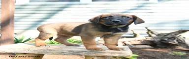 Sheba