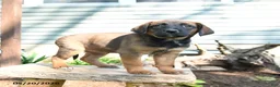 Mixed Breed dogs for sale: Sheba - Ad 1