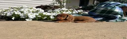Dachshund dogs for sale: HUXBY❤️ACA Registered - Ad 3