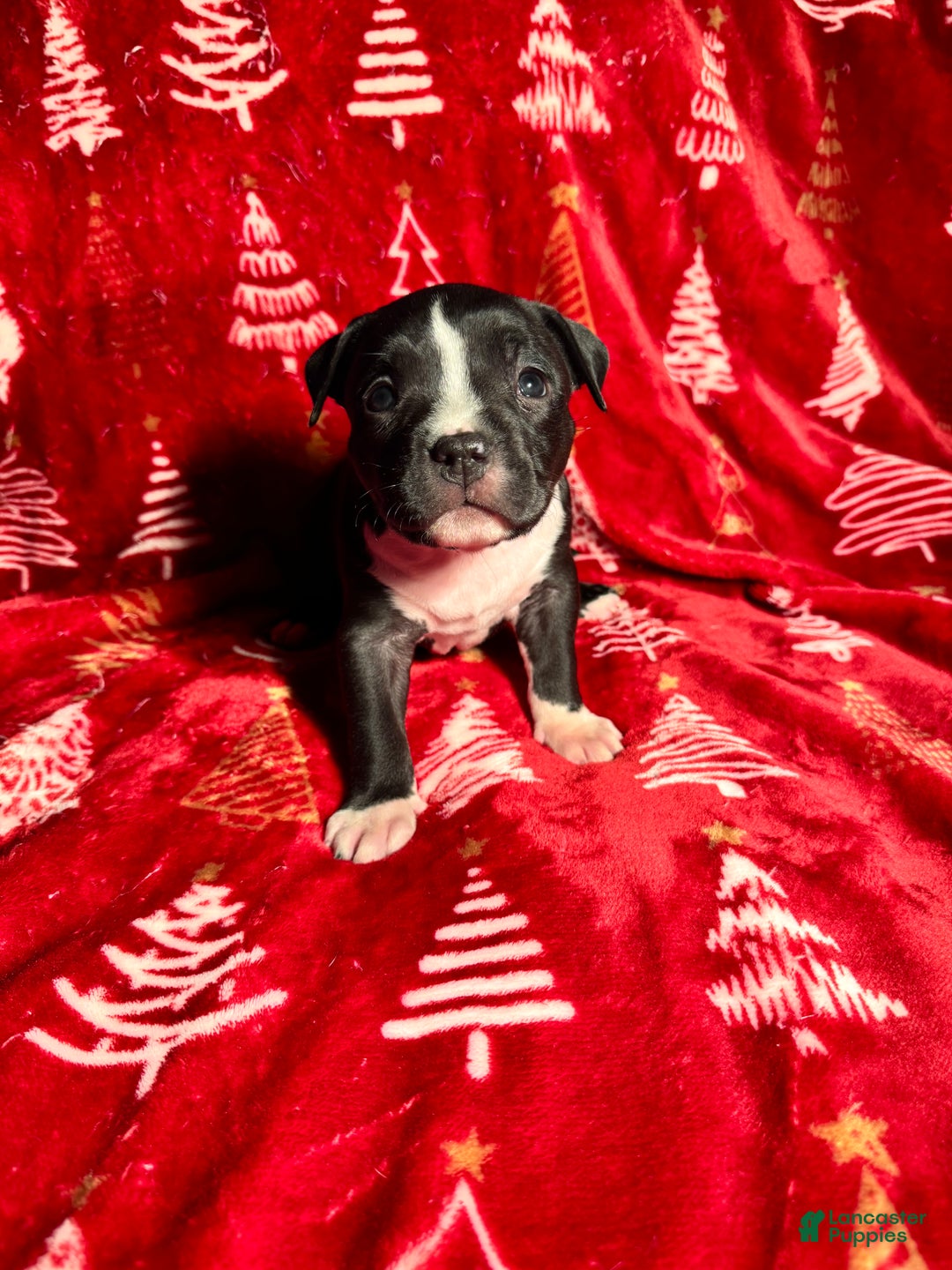 American Bully dogs for sale: American Bully Puppy 5 - Ad 4