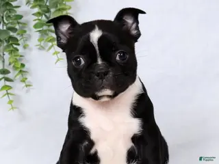 Frenchton dogs for sale: Tulip - Ad 2