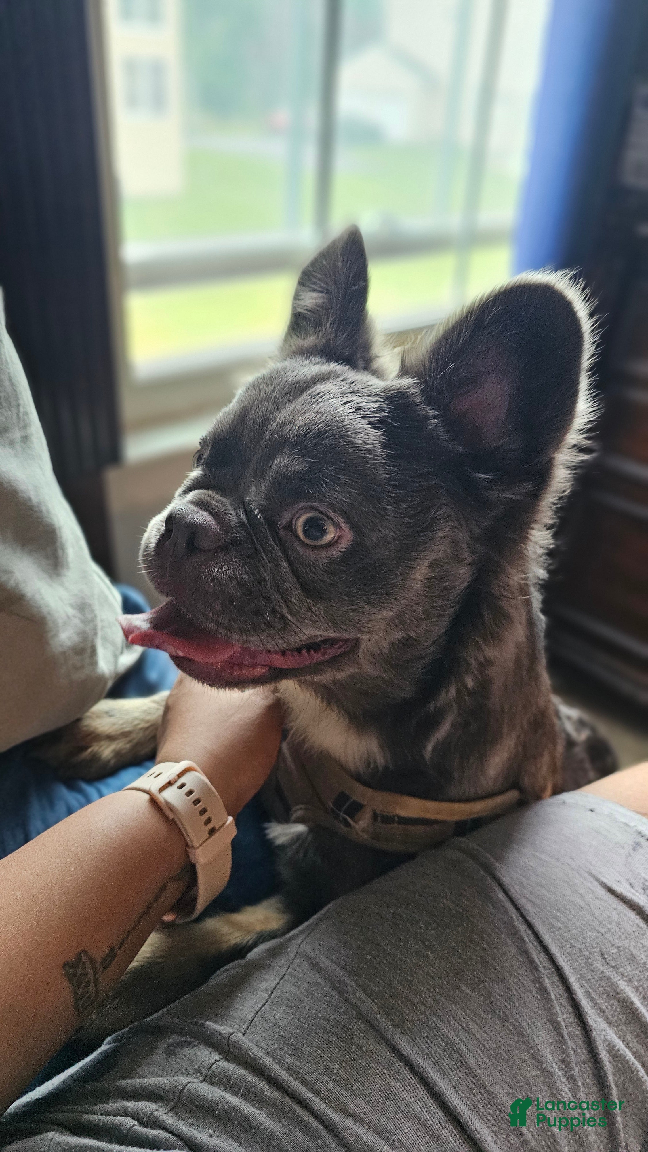French Bulldog dogs Ultima, the total package 🐾 - Ad 1