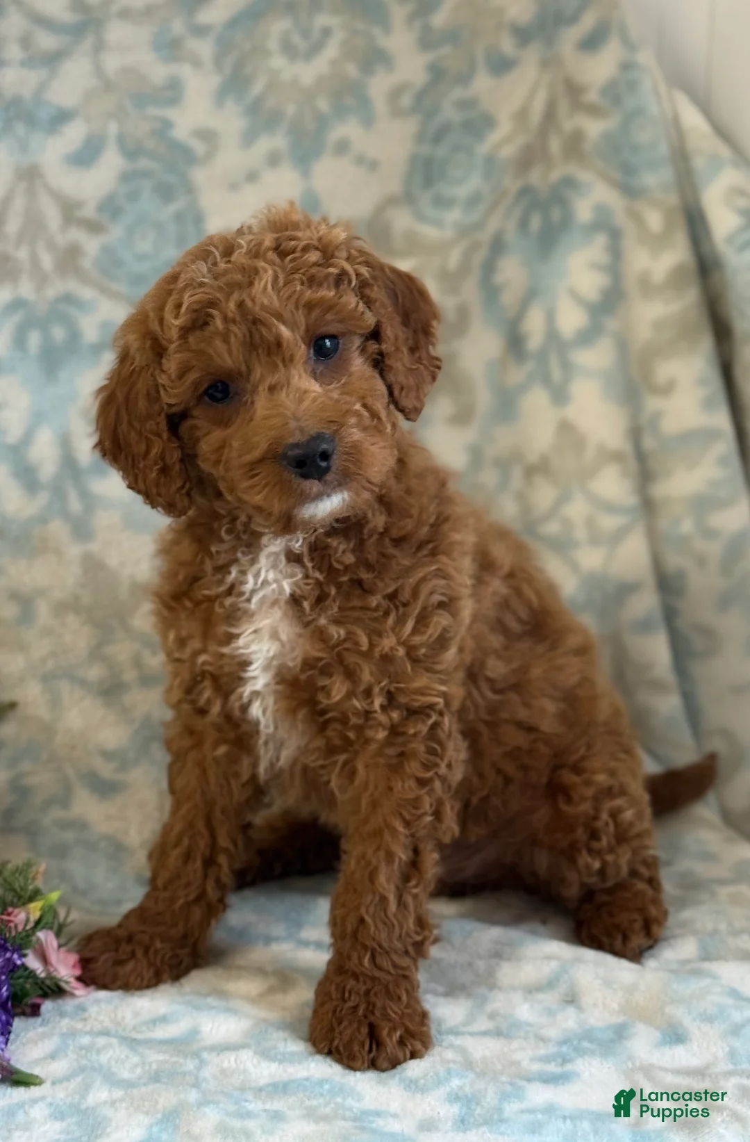 Mini Goldendoodle dogs for sale: Bingo - Ad 2