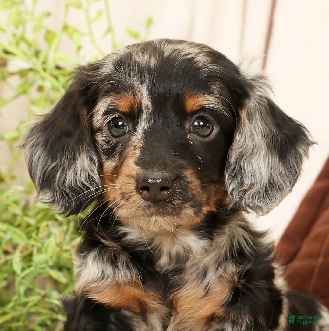 Miniature Dachshund dogs for sale: Milo - Ad 9