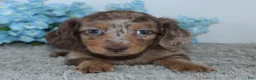 Miniature Dachshund dogs for sale: Lakota - Ad 5