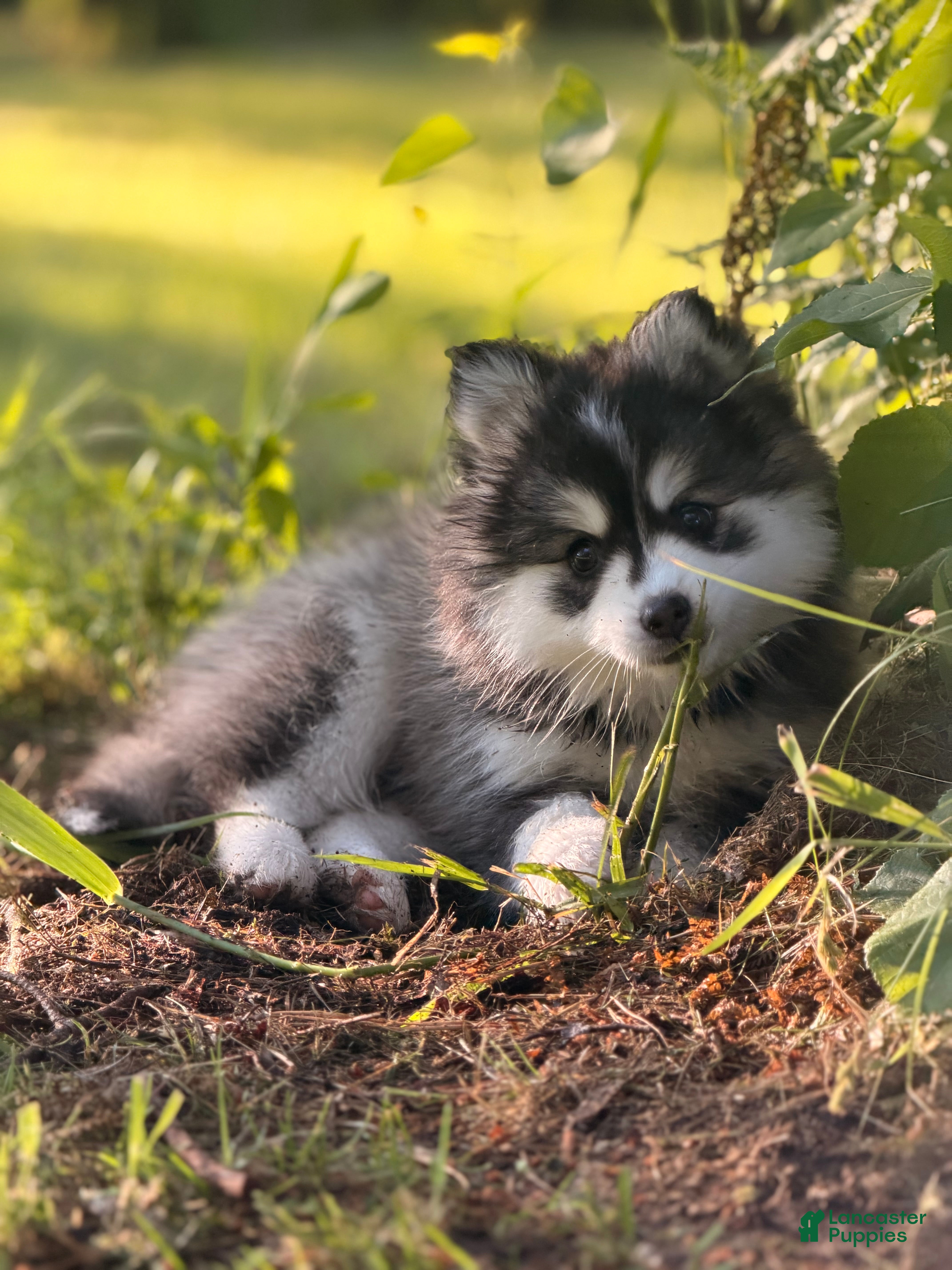 Pomsky dogs Onyx - Ad 1