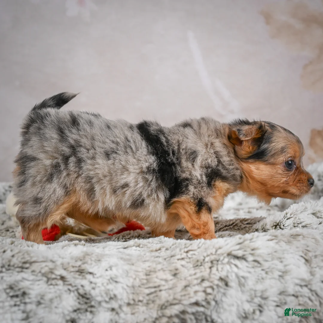 Chihuahua dogs for sale: Hazel - Ad 3