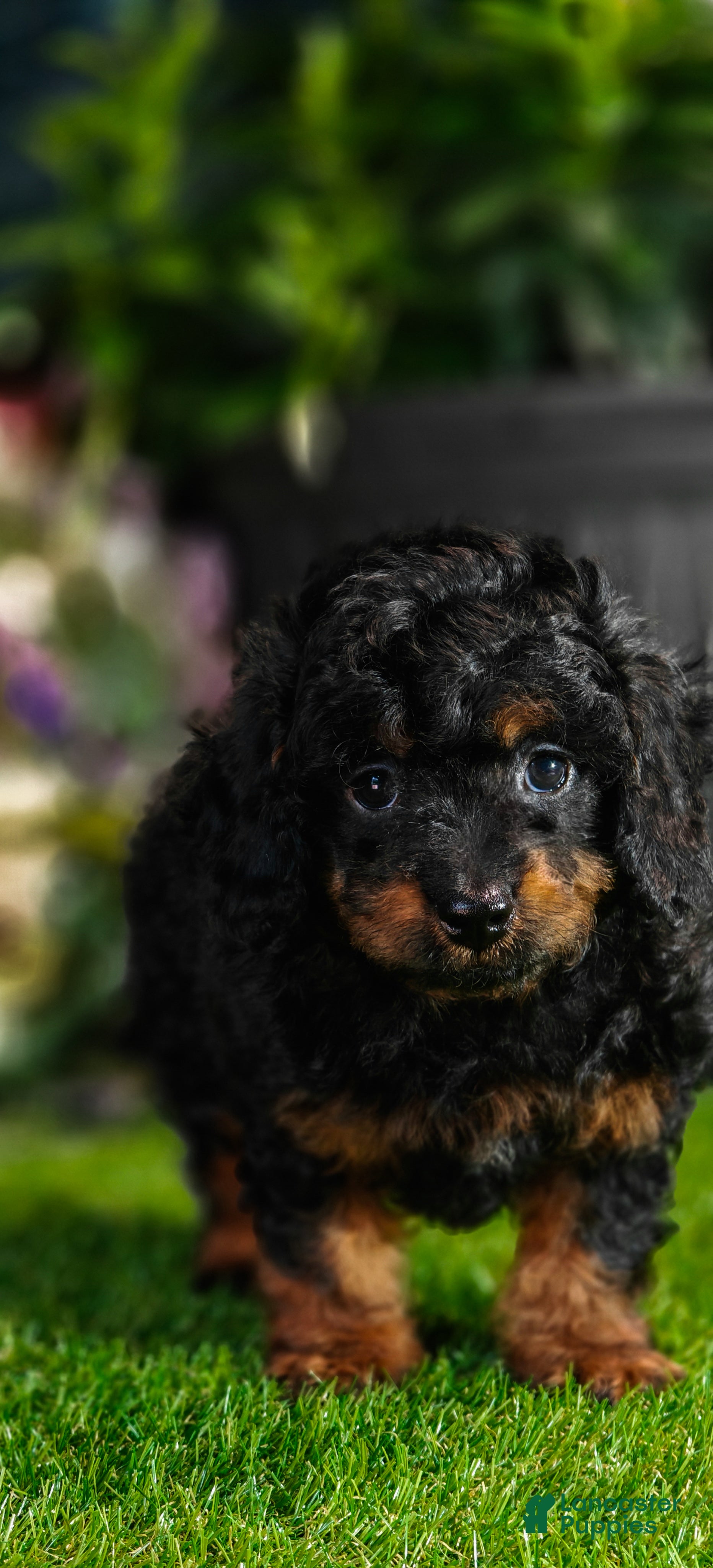 Cavapoo dogs Zorro (Micro Cavapoo) - Ad 2