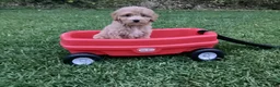 Mini Goldendoodle dogs for sale: Rex - Ad 8