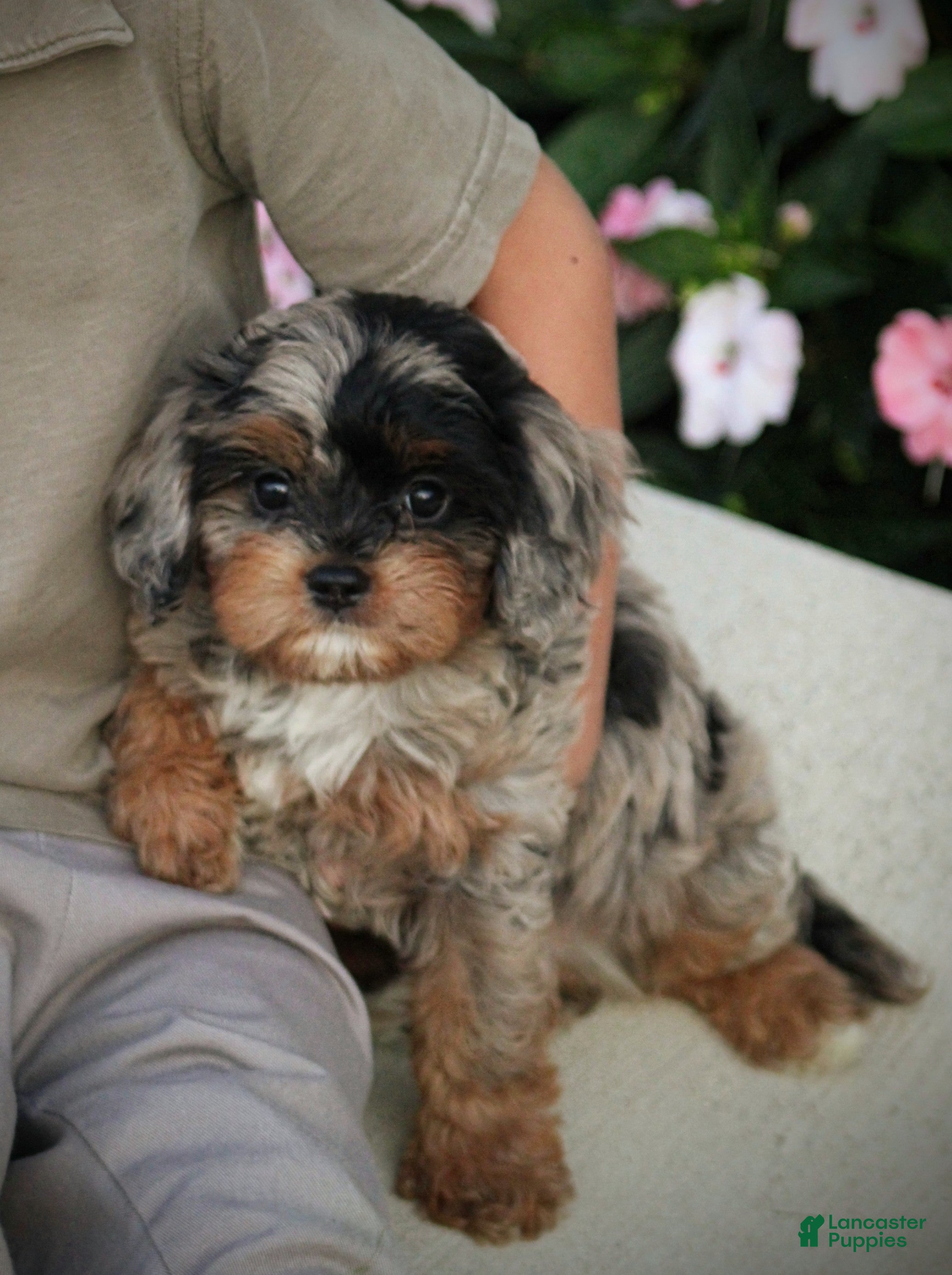 Cavapoo dogs Robo - Ad 1