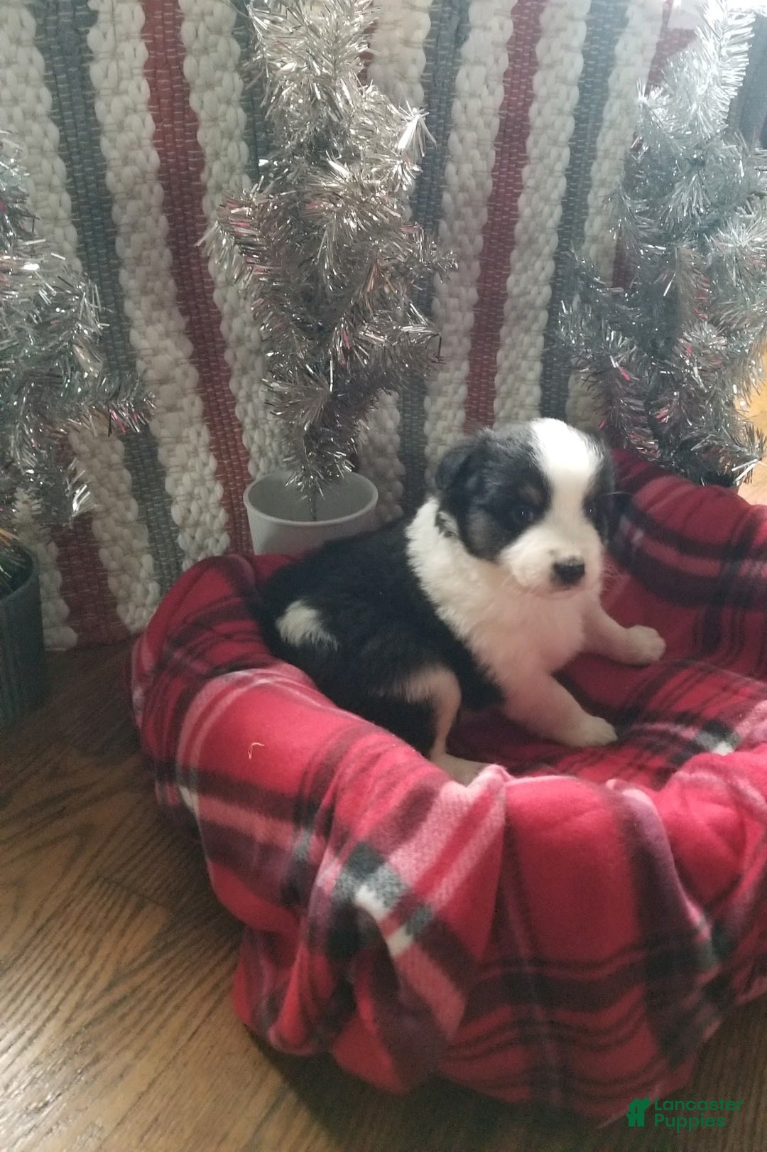 Gallery Image {{count}}