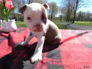 Boston Terrier dogs Boston Terrier Puppy 7 Serena - Ad 35