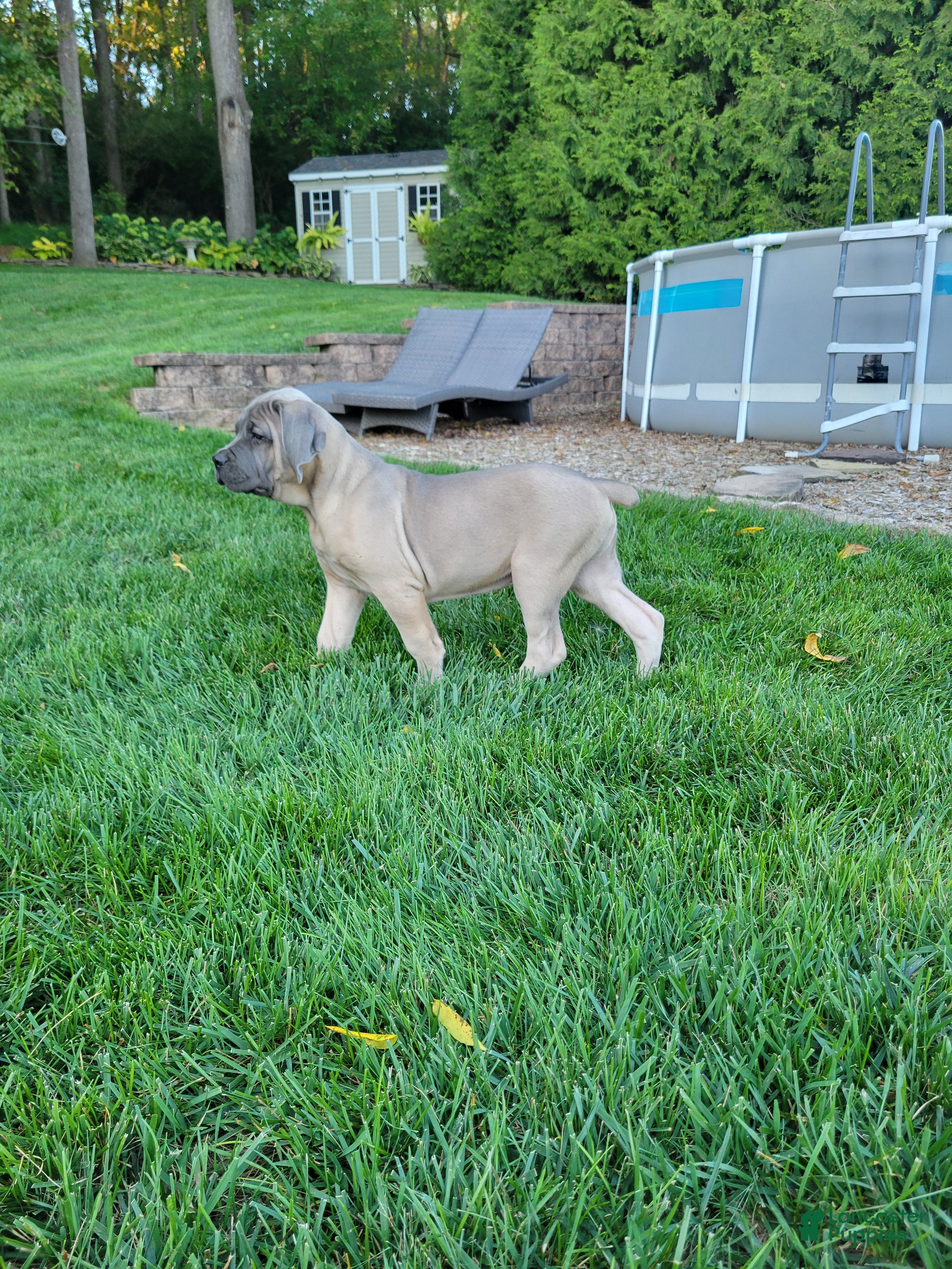 Cane Corso dogs Valor - Ad 1
