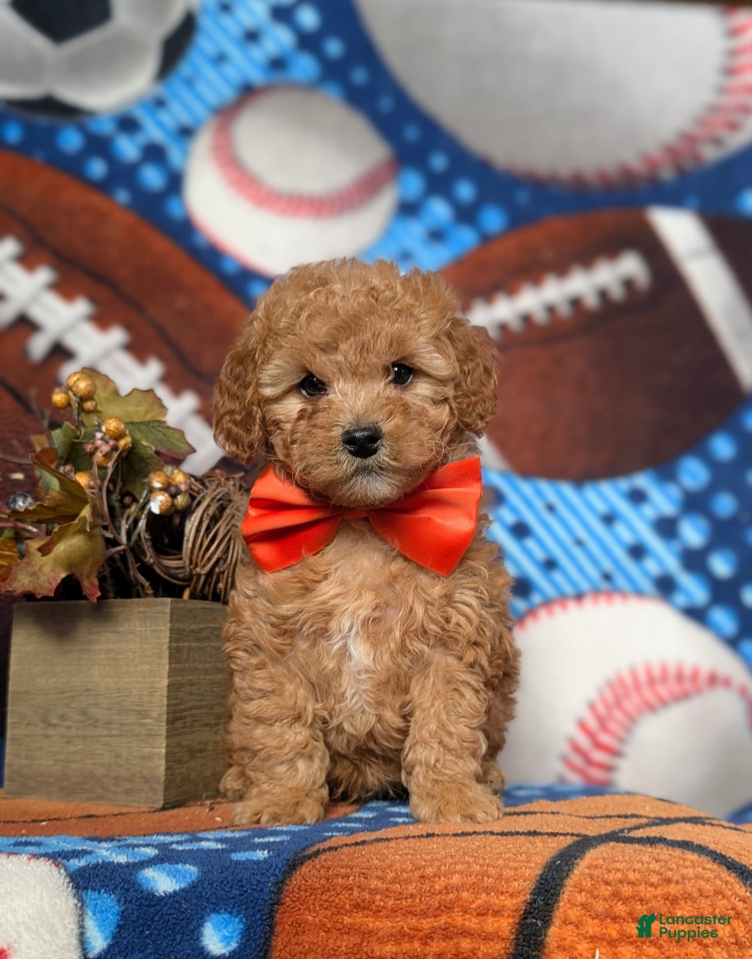 Mini Goldendoodle dogs for sale: Trace 10 lbs Full Grown - Ad 1