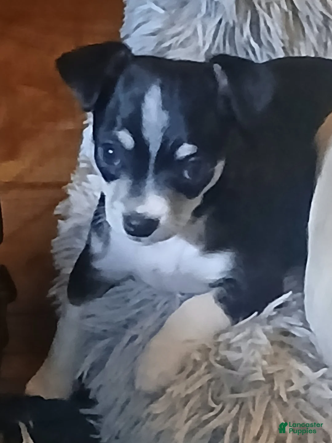 Chihuahua dogs for sale: Lacey - Ad 2