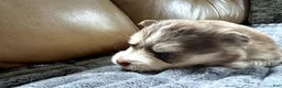 Mixed Breed dogs for sale: Red Girl - Ad 3