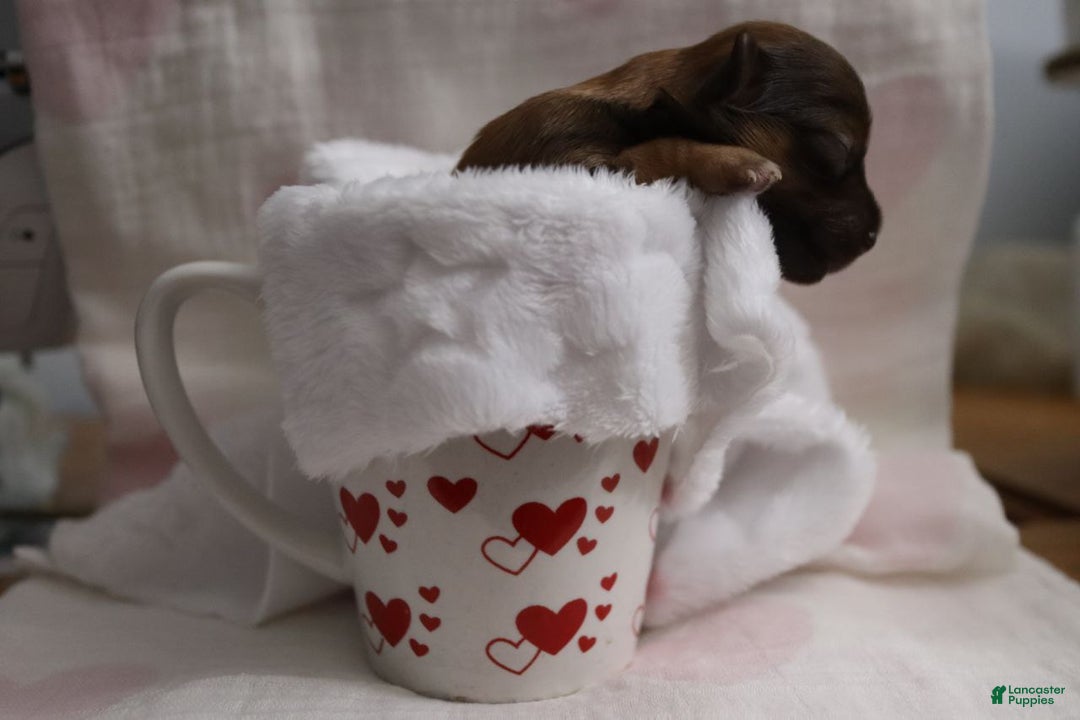 Havanese dogs for sale: Twinkles - Ad 10