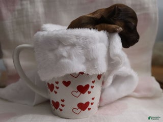 Havanese dogs - Ad 4