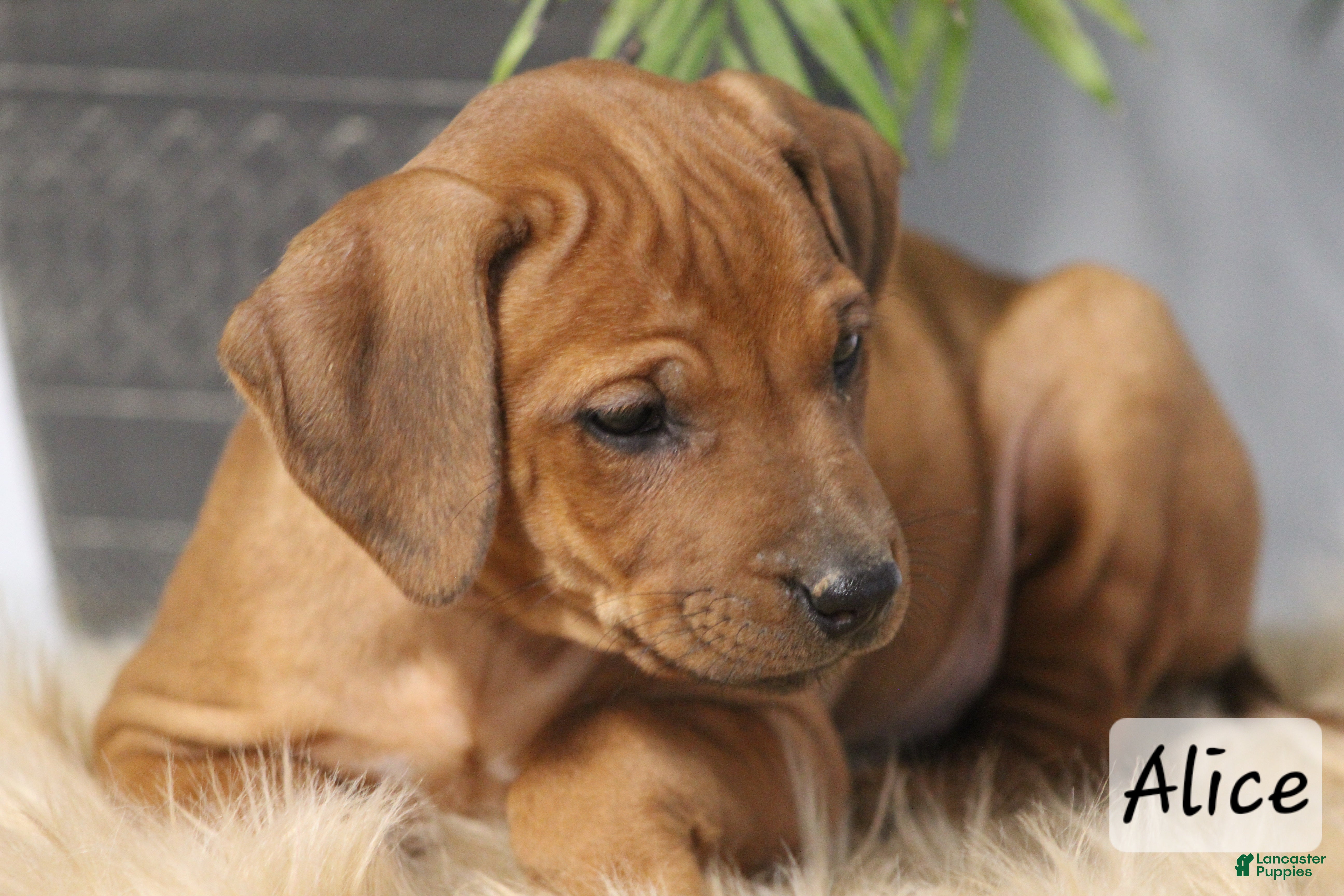 Rhodesian Ridgeback dogs Rhodesian Ridgeback Puppy 8 - Ad 13