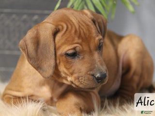 Rhodesian Ridgeback dogs Rhodesian Ridgeback Puppy 8 - Ad 13