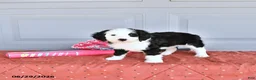 Mixed Breed dogs for sale: Glory - Ad 2