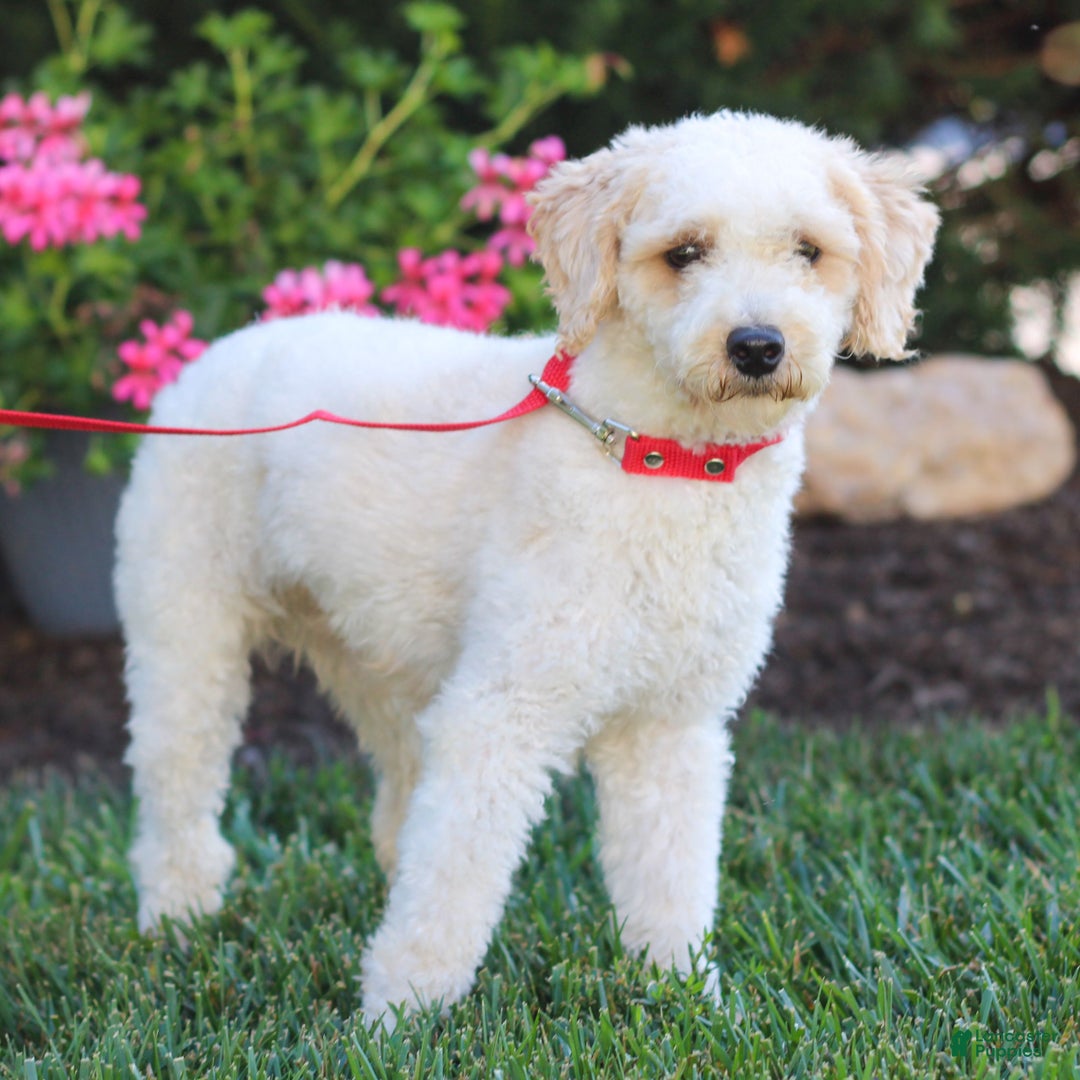 Toy Poodle dogs for sale: Roscoe  - Ad 4