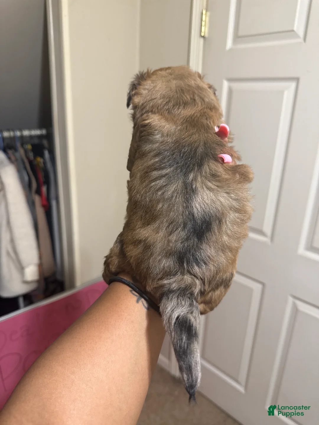 Mixed Breed dogs for sale: Reese - Ad 2