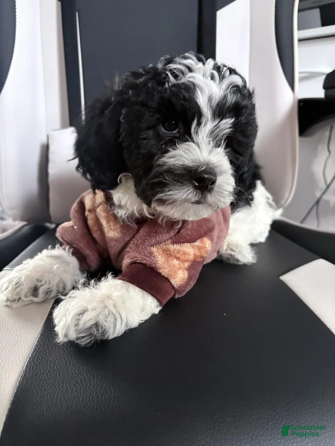 Mixed Breed dogs for sale: Pepper  - Ad 2