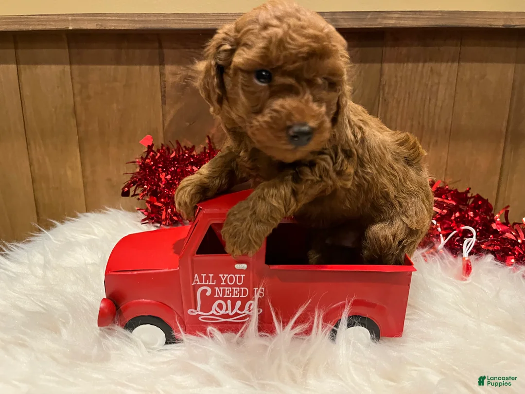 Toy Poodle dogs for sale: Toy Poodle Puppy 1 - Ad 6