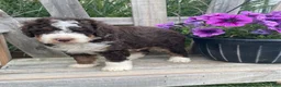 Mini Bernedoodle dogs for sale: Kosmo - Ad 3