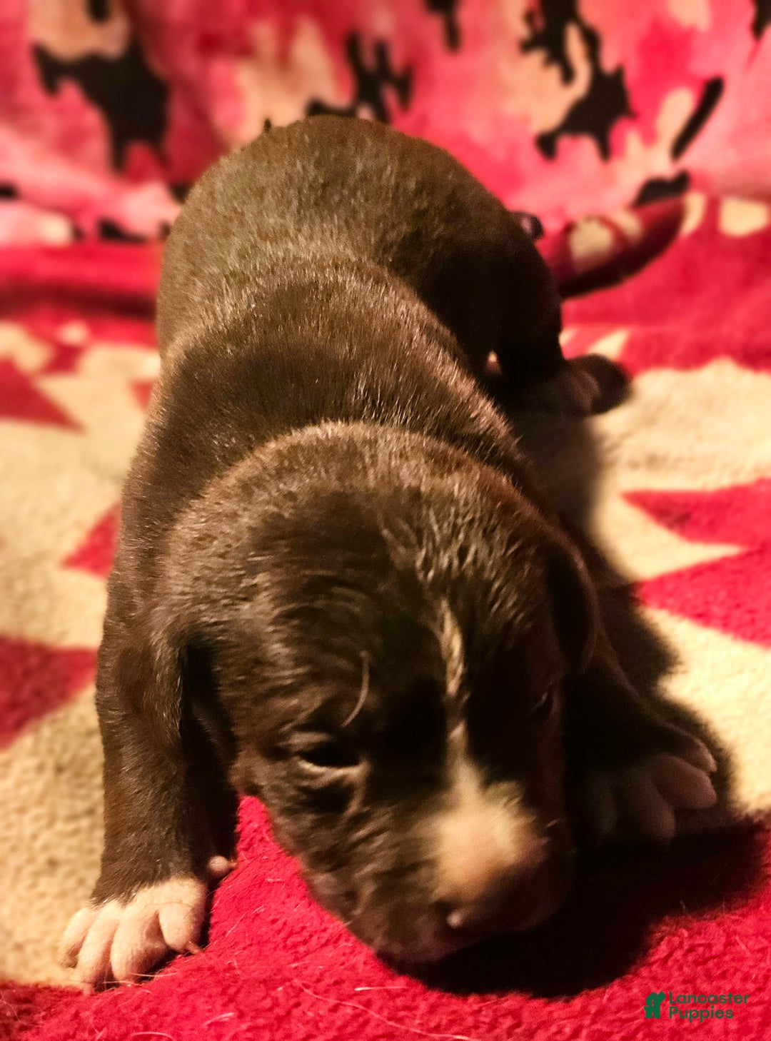 Border Collie dogs for sale: Dori - Ad 1