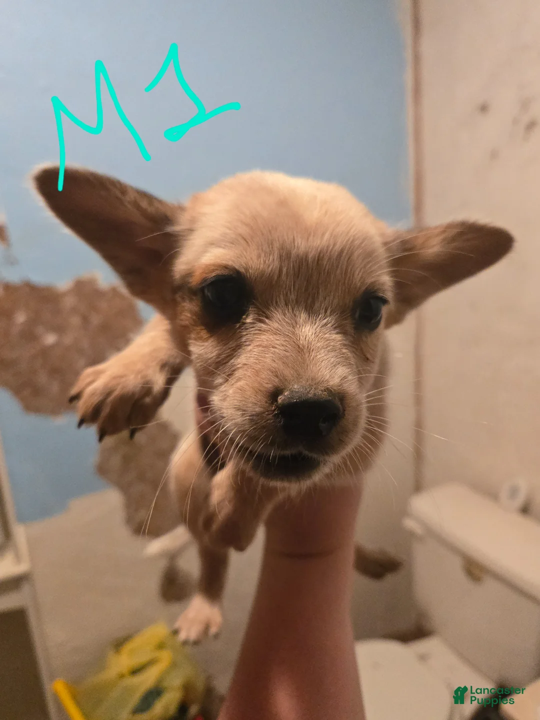 Australian Cattle Dog dogs for sale: Finn - Ad 1