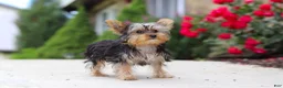 Yorkshire Terrier dogs for sale: Ollie - Ad 6