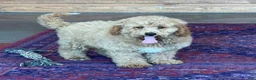 Mini Goldendoodle dogs for sale: Thompson - Ad 4