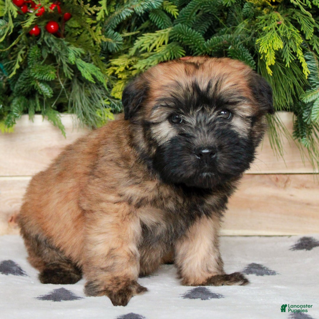 Soft Coated Wheaten Terrier dogs for sale: Whitney  - Ad 2