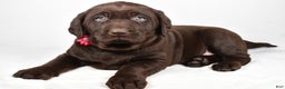 Labrador Retriever dogs for sale: Nancy - Ad 2