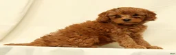 Cavapoo dogs for sale: Calla - Ad 7