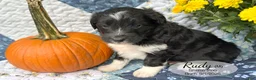 Sheltiedoodle dogs for sale: Rudy - Ad 5