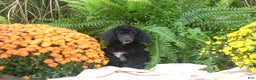 Miniature Poodle dogs for sale: Miniature Poodle Puppy 7 Andy - Ad 6
