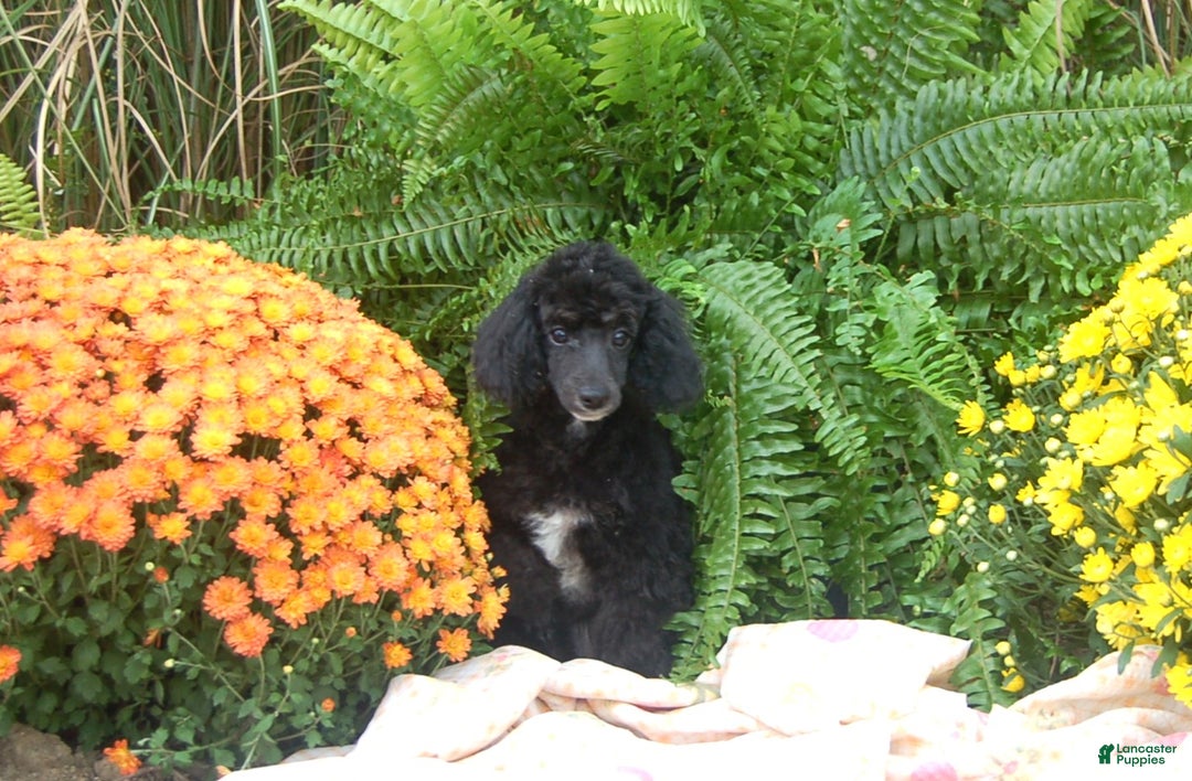 Miniature Poodle dogs for sale: Miniature Poodle Puppy 7 Andy - Ad 6