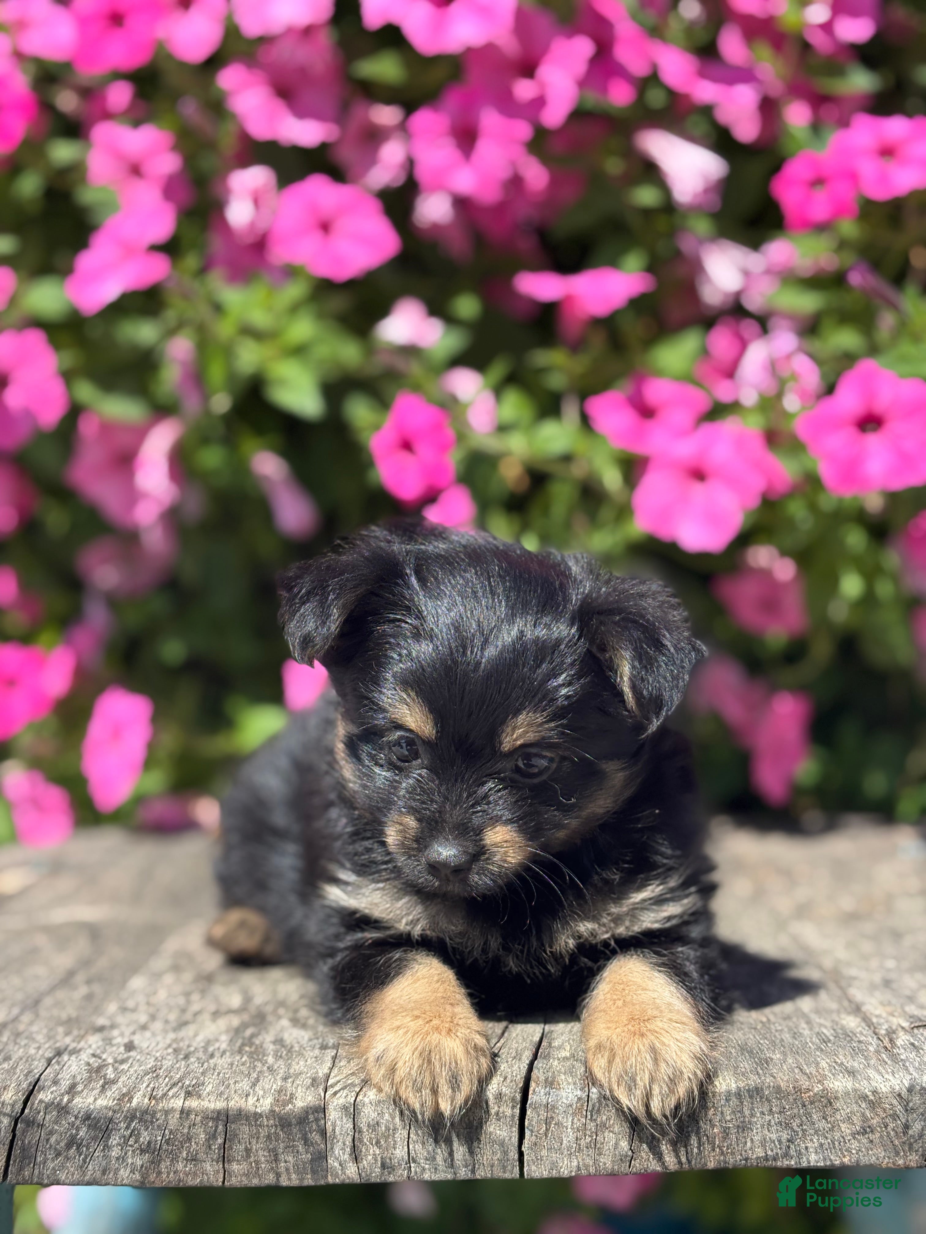 Mixed Breed dogs Lilly - Ad 1
