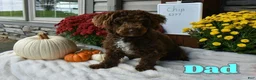 Cavapoo dogs for sale: Corrie - Ad 6