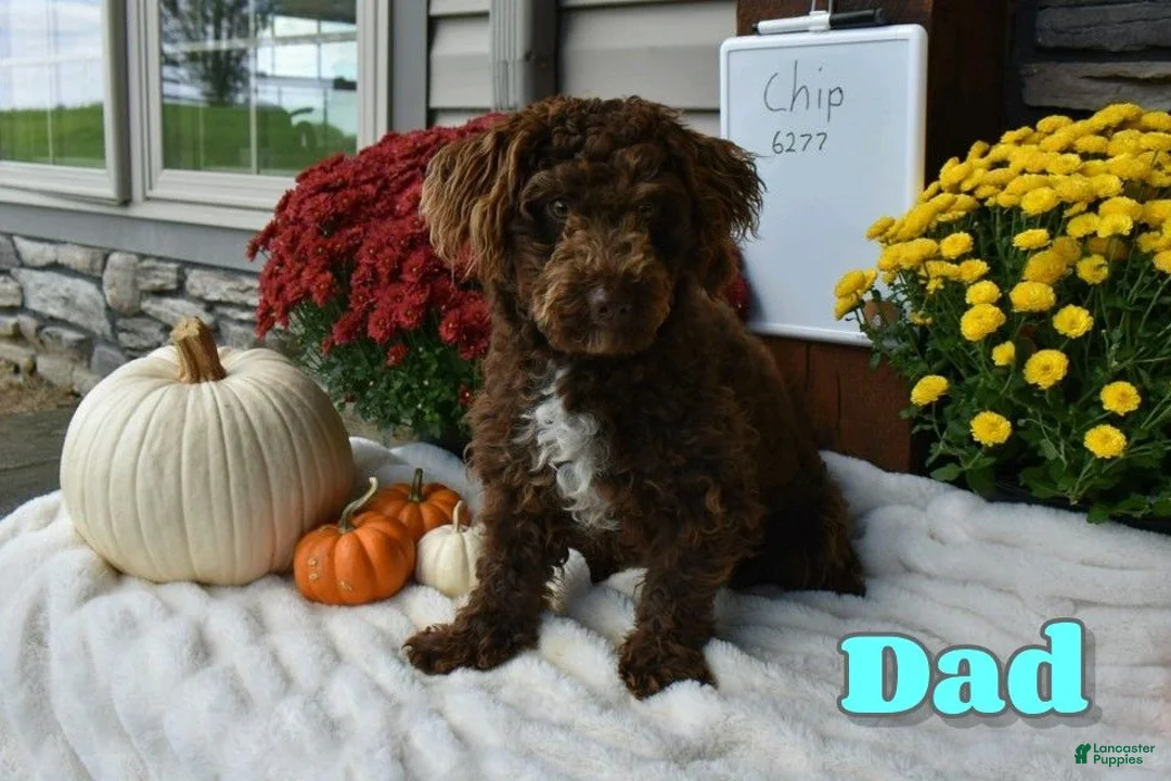 Cavapoo dogs for sale: Corrie - Ad 6