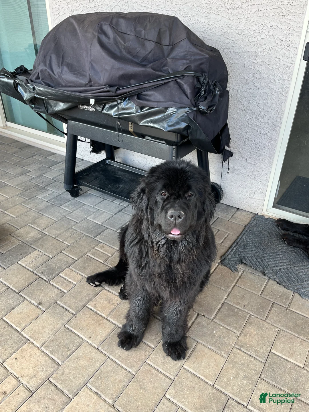 Newfoundland dogs for sale: Newfoundland Puppy 1 - Ad 2