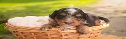 Mini Bernedoodle dogs for sale: Maple F1 Mini Bernedoodle  - Ad 9