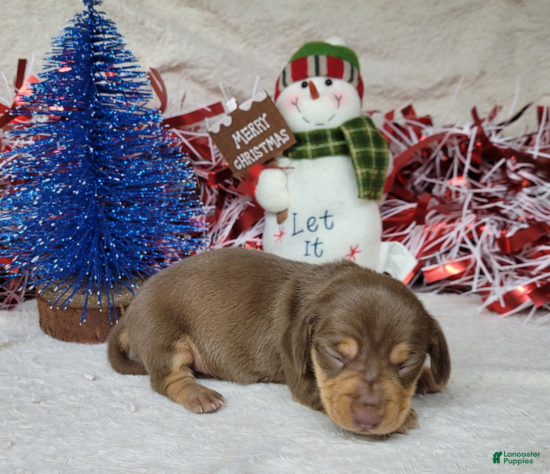 Miniature Dachshund dogs for sale: AKC Vixen - Ad 4