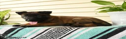 Belgian Malinois dogs for sale: Ayana - Ad 4