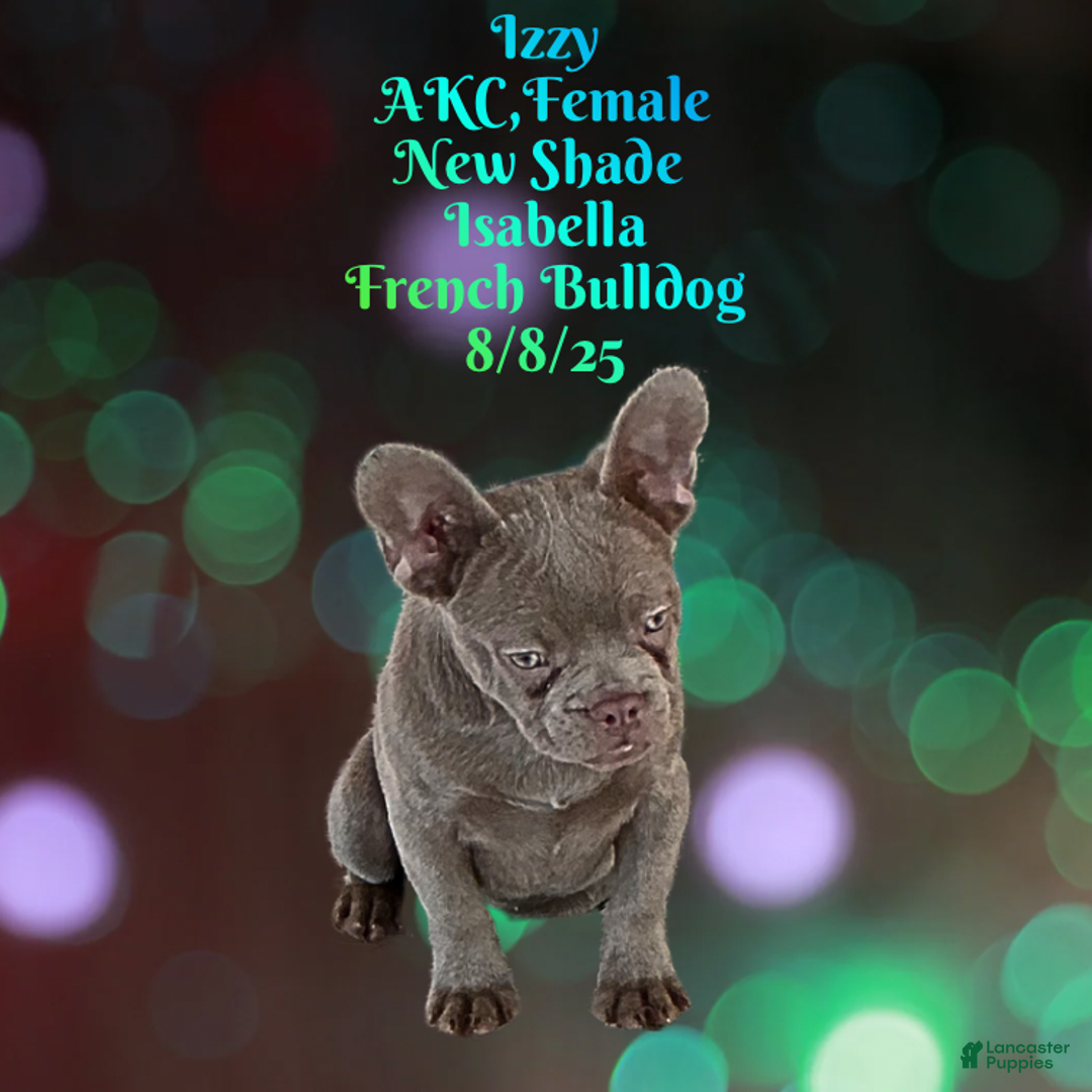 French Bulldog dogs for sale: 🐾 “Izzy the Velvet Queen: Blue-Eyed Beauty with Boss Energy & Breeding Potential” - Ad 4